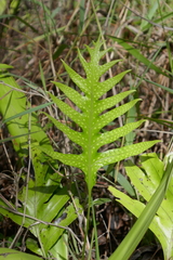 Microsorum scolopendria