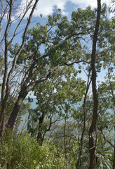 Eucalyptus leptophleba