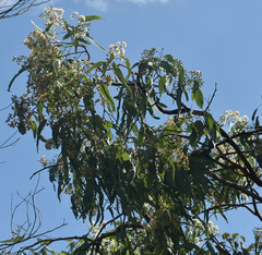 Eucalyptus leptophleba