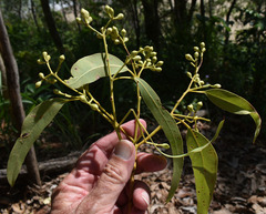 Eucalyptus leptophleba