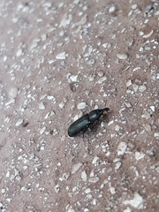 Cossonus cylindricus