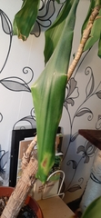 Dracaena fragrans