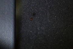 Curelius japonicus
