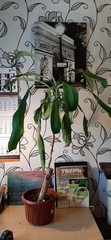 Dracaena fragrans
