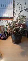 Crassula ovata