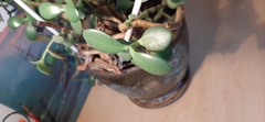 Crassula ovata