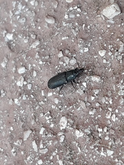 Cossonus cylindricus