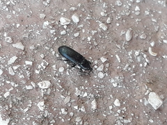 Cossonus cylindricus