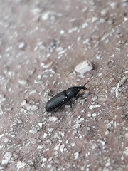 Cossonus cylindricus