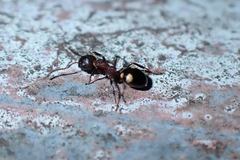 Dolichoderus quadripunctatus