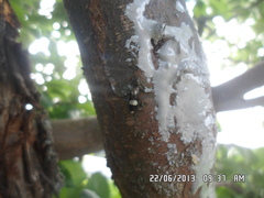 Recurvaria leucatella