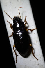 Harpalus amplicollis