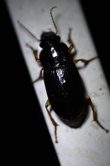 Harpalus amplicollis