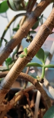 Crassula ovata