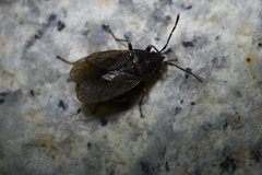 Pyrrhocoris