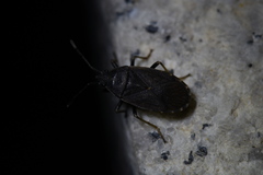 Pyrrhocoris