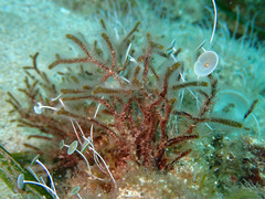 Cladostephus spongiosus