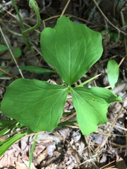 Trillium cernuum
