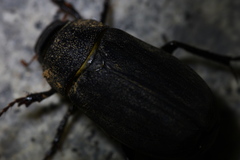 Holotrichia parallela