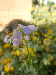 Cakile maritima maritima