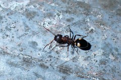 Dolichoderus quadripunctatus