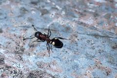 Dolichoderus quadripunctatus