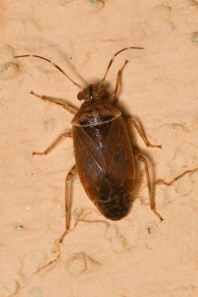 Tropidosteptes hirsutus