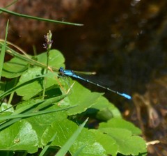 Acanthagrion floridense