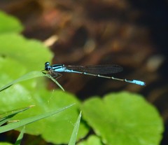Acanthagrion floridense