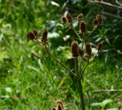 Eryngium agavifolium
