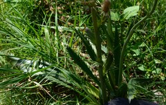 Eryngium agavifolium