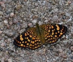 Phystis simois variegata