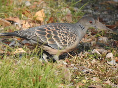 Streptopelia orientalis