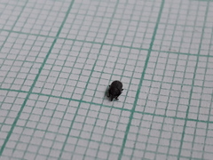 Gymnetron stimulosum