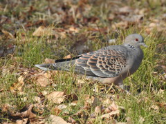 Streptopelia orientalis