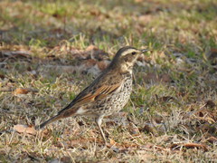 Turdus eunomus