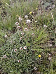 Helichrysum marginatum