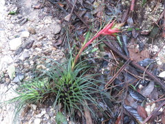 Tillandsia punctulata
