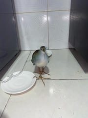 Porphyrio flavirostris