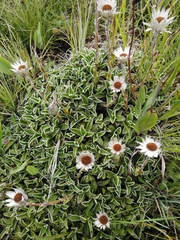 Helichrysum marginatum