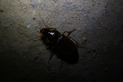 Harpalus sinicus