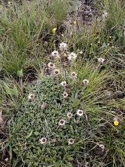 Helichrysum marginatum