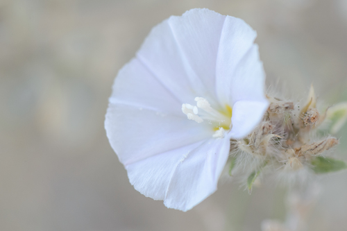 Convolvulus auricomus image