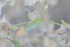 Convolvulus auricomus image