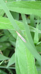 Stenocoris