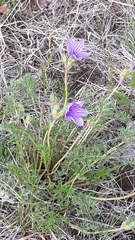 Erodium tataricum