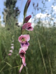 Gladiolus crassifolius