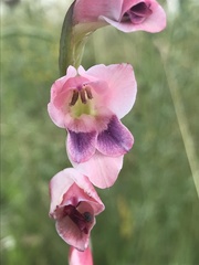 Gladiolus crassifolius