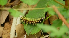 Kaniska canace nojaponicum