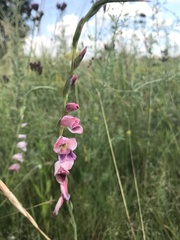 Gladiolus crassifolius